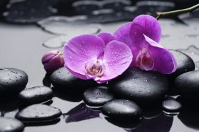Фреска Цветы орхидеи и камни