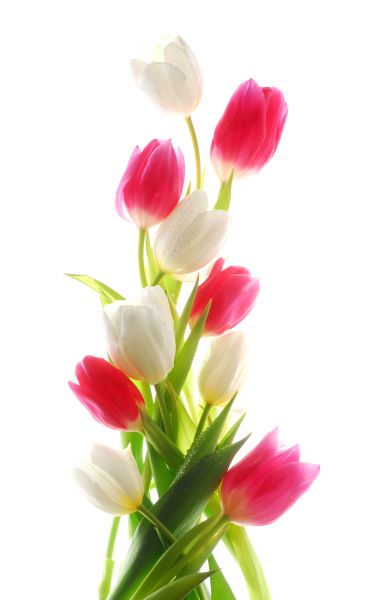Картина на холсте Букет тюльпанов, арт hd0646201
