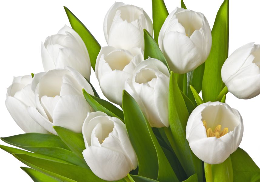 Картина на холсте Букет белых тюльпанов, арт hd0668601