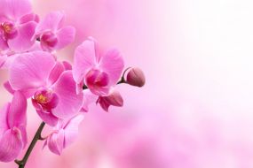 Фотообои Розовые орхидеи