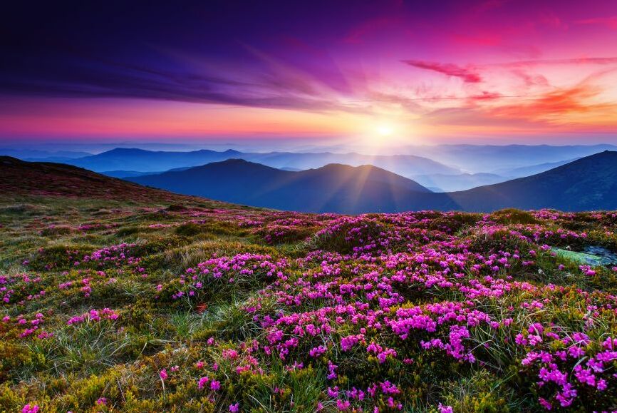 Картина на холсте Цветущая долина в фиолетовом закате, арт hd1116201