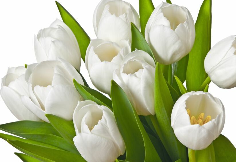 Картина на холсте Букет белых тюльпанов, арт hd0668601