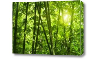 Картина бамбуковый лес